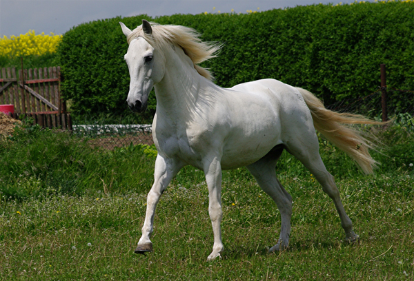 Lusitano 51 (17)